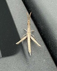 Achurum carinatum