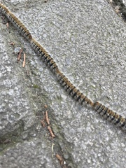 Thaumetopoea pityocampa
