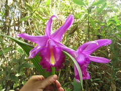 Sobralia ruckeri