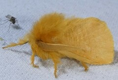 Megalopyge pyxidifera