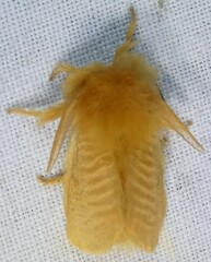 Megalopyge pyxidifera