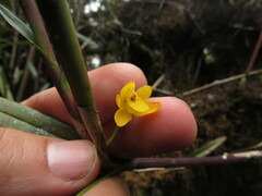 Scaphyglottis aurea
