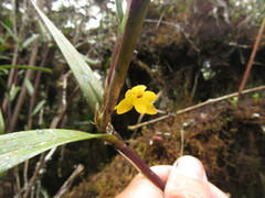 Scaphyglottis aurea