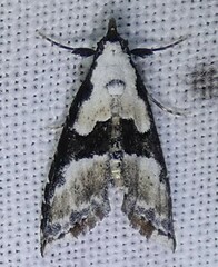 Nigetia formosalis