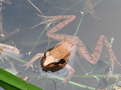 Rana longicrus