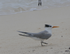 Thalasseus bengalensis