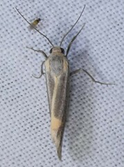 Cisthene striata