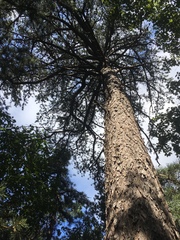 Pinus pungens