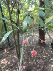 Euonymus europaeus