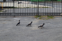 Corvus cornix