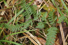 Arachniodes rhomboidea