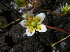 Saxifraga aspera