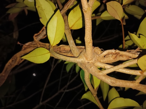 Image of Macrosolen cochinchinensis by (c) Samuel Lee, some rights reserved (CC BY)