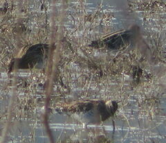Gallinago gallinago