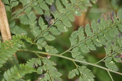 Arachniodes rhomboidea