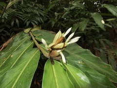 Alpinia arctiflora