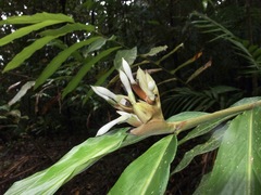 Alpinia arctiflora