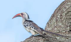 Tockus erythrorhynchus