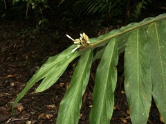 Alpinia arctiflora