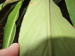 Alpinia arctiflora
