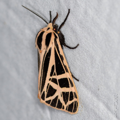 Apantesis parthenice