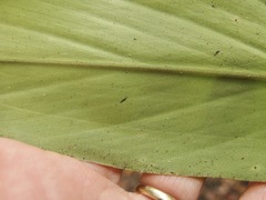 Alpinia arctiflora