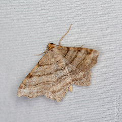 Macaria multilineata