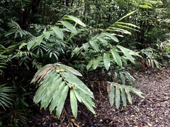Alpinia arctiflora