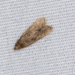 Glyphidocera juniperella