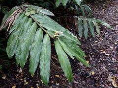 Alpinia arctiflora