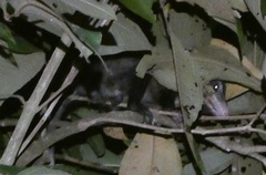 Didelphis marsupialis