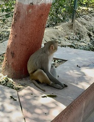 Macaca mulatta