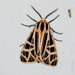 Apantesis parthenice