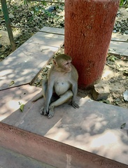 Macaca mulatta