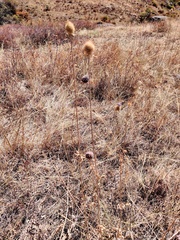 Dipsacus dipsacoides