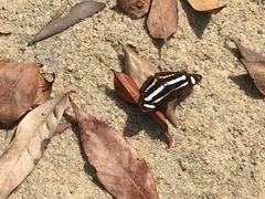 Athyma nefte subrata