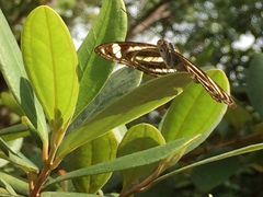 Athyma nefte subrata