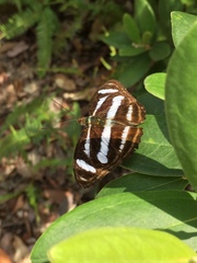 Athyma nefte subrata