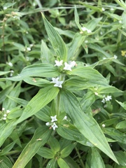 Spermacoce stachydea