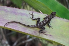 Anolis lemurinus