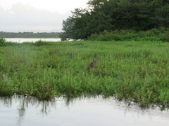 Tigrisoma