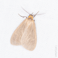 Pagara simplex