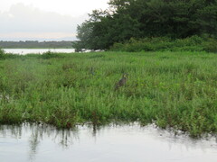 Tigrisoma