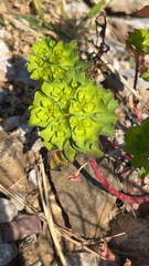 Euphorbia helioscopia