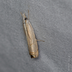 Parapediasia decorellus