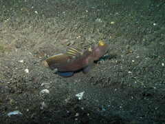 Cryptocentrus fasciatus