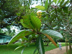 Byrsonima crassifolia
