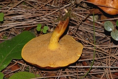 Suillus mediterraneensis
