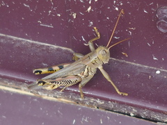 Melanoplus differentialis