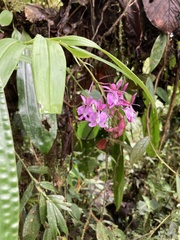 Epidendrum nanegalense
